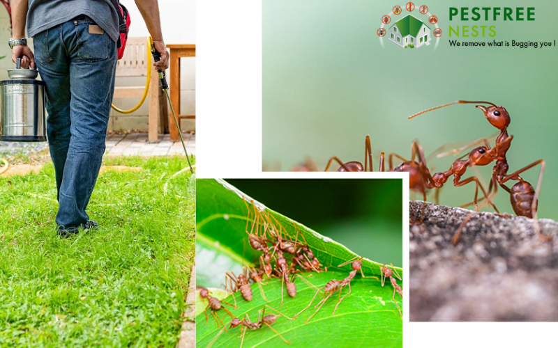 Effective Ant Control Services to Avoid Stinging Bites