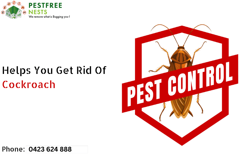 Cockroach Control in Bentleigh Helps You Get Rid Of Cockroach