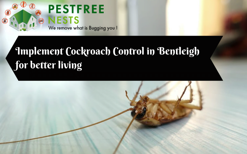 Implement Cockroach Control in Bentleigh for better living