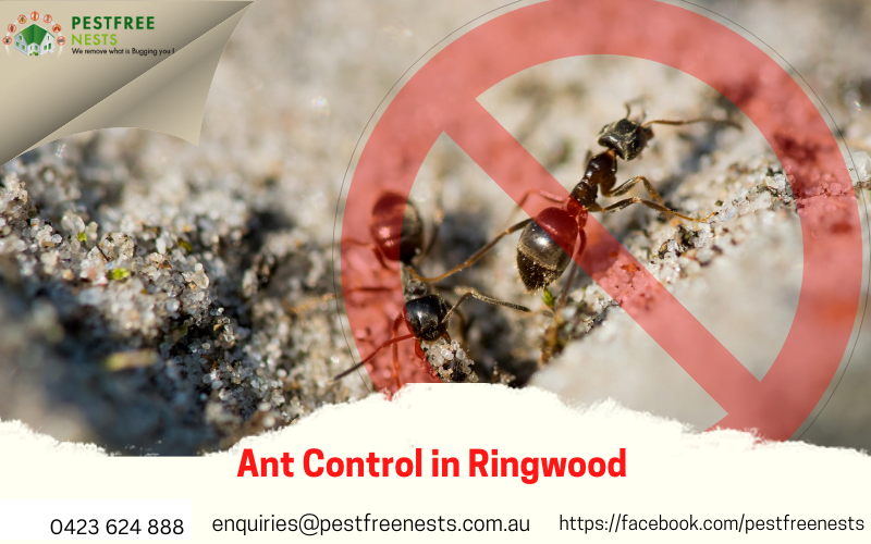 Ant Control Ringwood- How to do it?