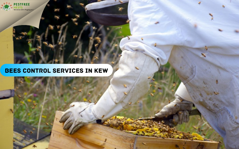 Factors Regarding Bees Control Services In Kew