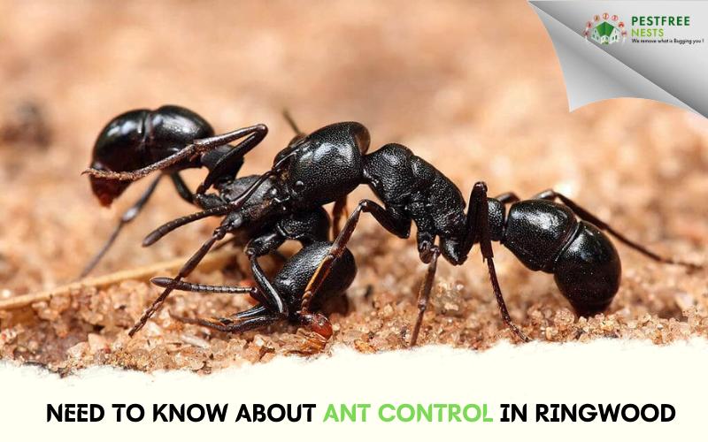 All You Need To Know About Ant Control In Ringwood