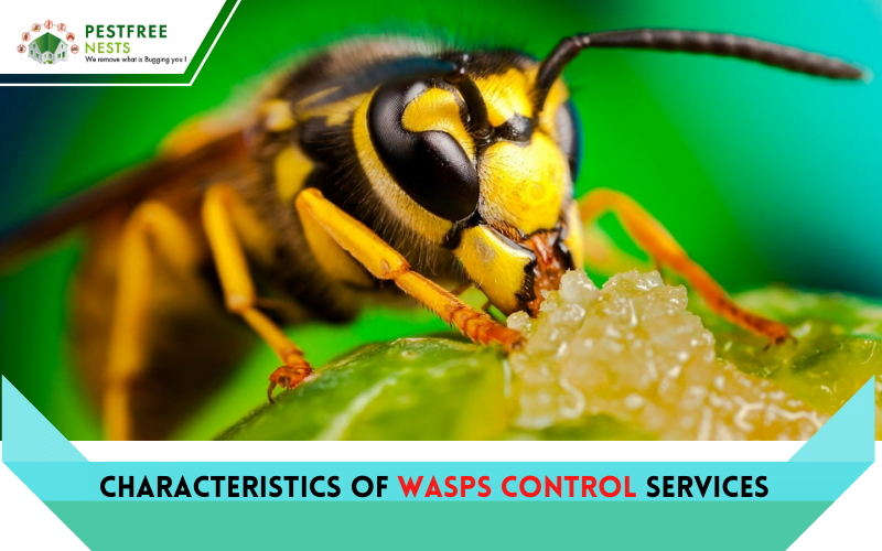 Characteristics Of Wasps Control Services