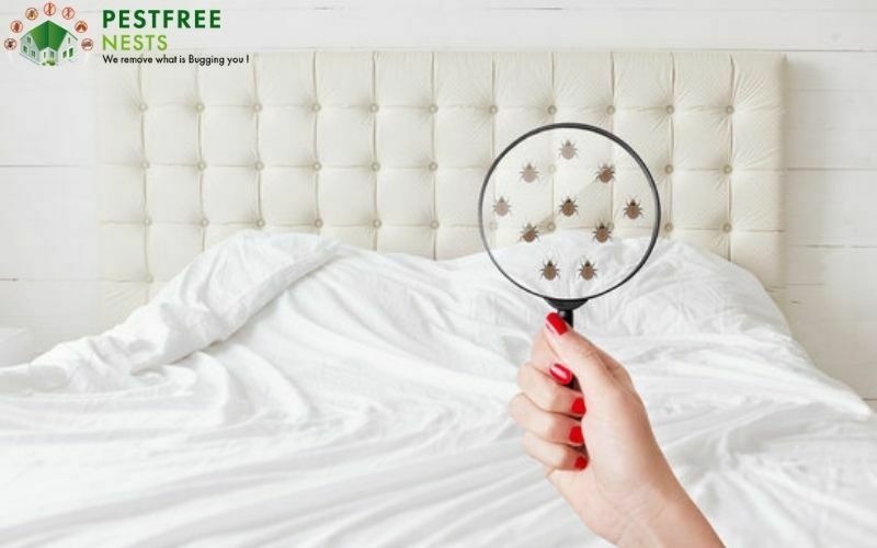 Signs and Symptoms That You Need Bed Bugs Control