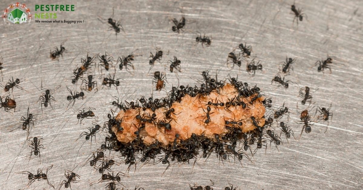 Do you need professional Ant control in Ringwood?