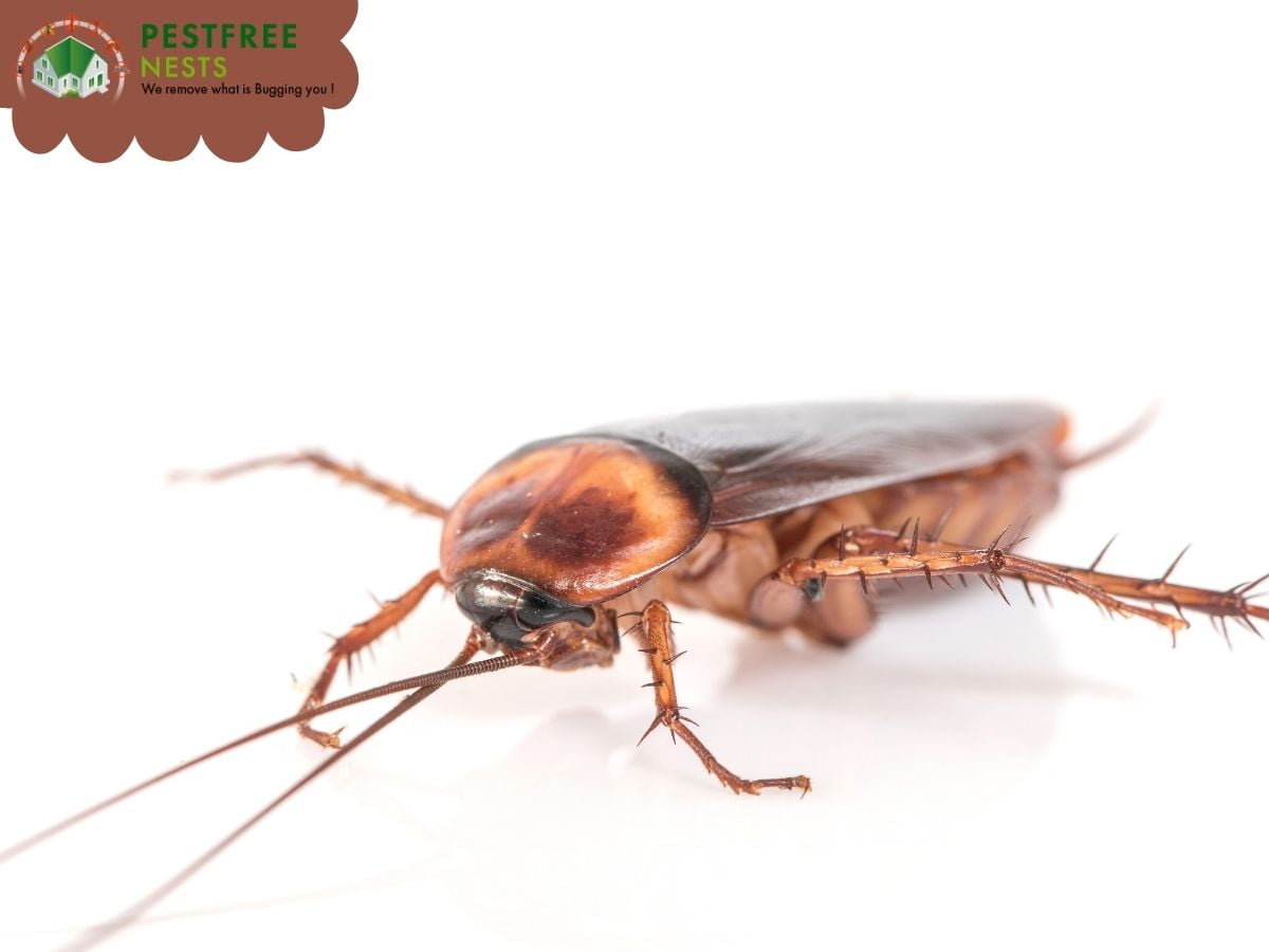 Frequently asked questions about cockroach control in Bentleigh