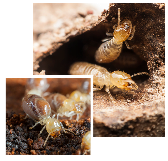 Termite Inspection and Control Melbourne