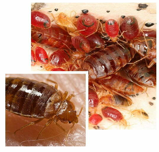 Bed Bugs Control Melbourne