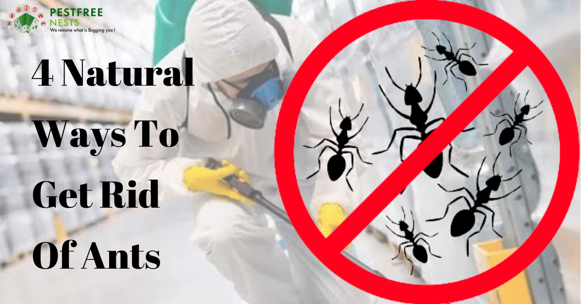 4 Natural Ways To Get Rid Of Ants