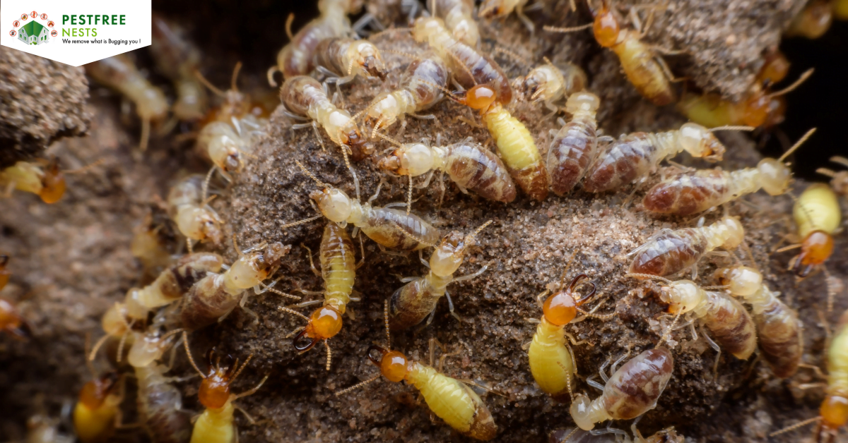 How Can You Ensure Your house is termite- Free?