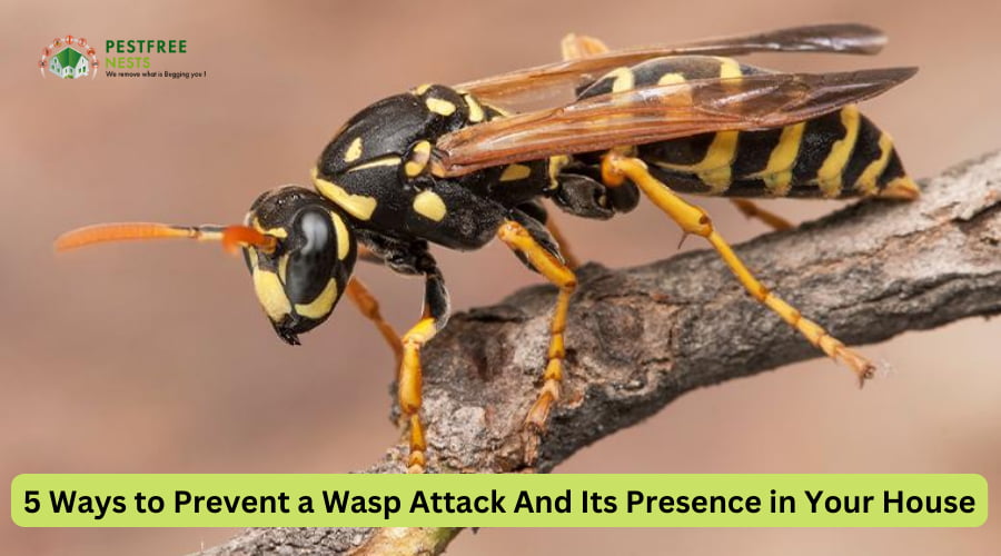 5 Ways to Prevent a Wasp Attack and Its Presence in Your House