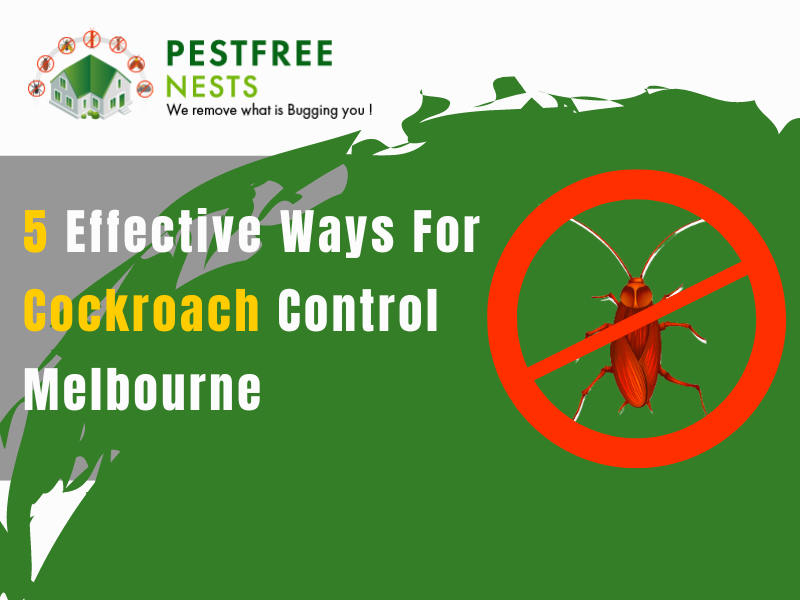 5 Effective Ways For Cockroach Control Melbourne