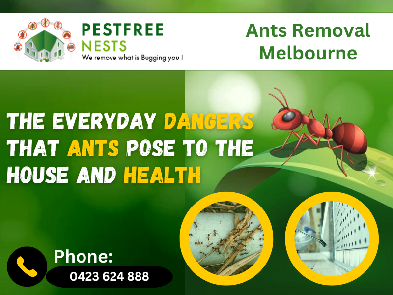 Why Ants Removal Is Important For Your House And Health