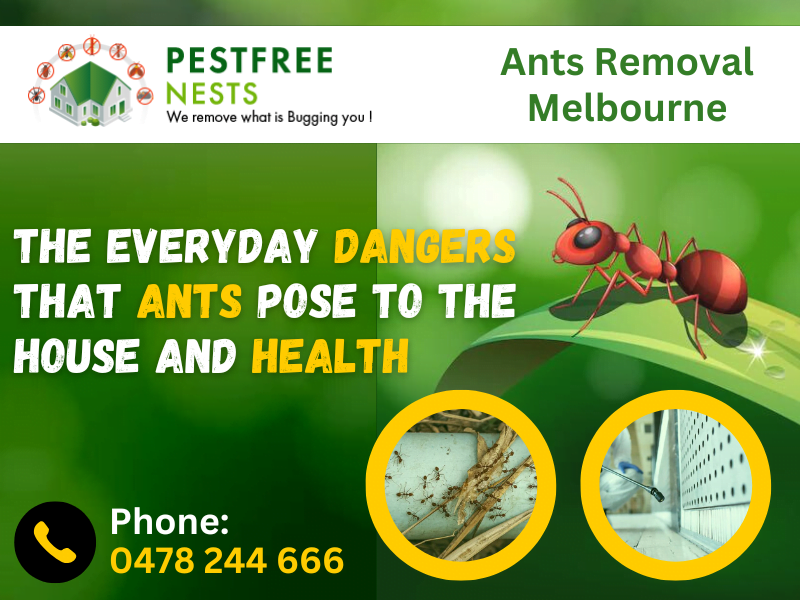 Why Ants Removal Is Important For Your House And Health