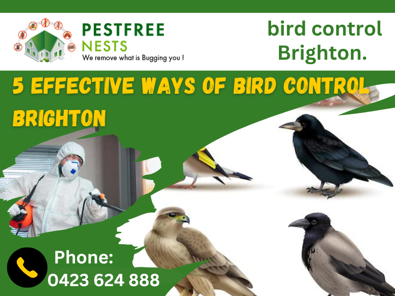 5 Effective Ways Of Bird Control Brighton