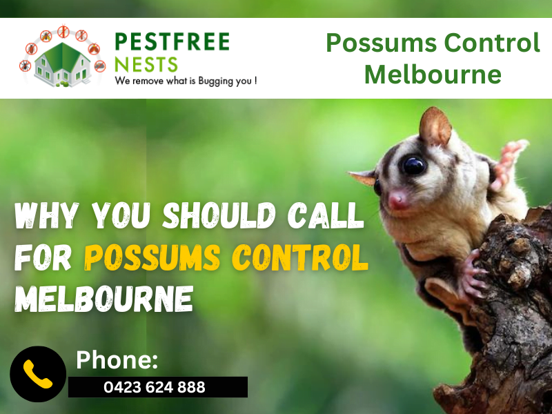 Why You Should Call For Possums Control Melbourne