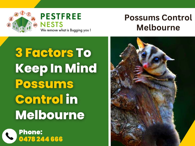 3 Factors To Keep In Mind Possums Control in Melbourne