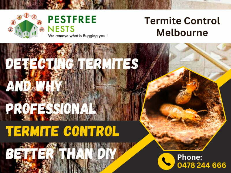 Detecting Termites And Why Professional Termite Control Better Than DIY