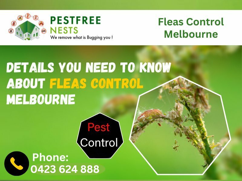 Details You Need To Know About Fleas Control Melbourne