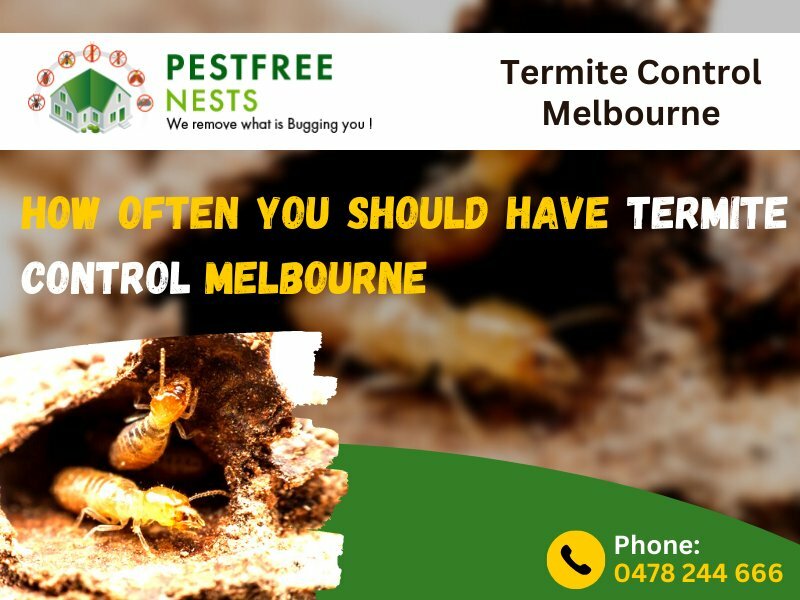 How Often You Should Have Termite Control Melbourne