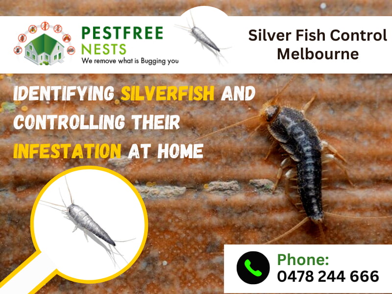 Identifying Silver Fish And Controlling Their Infestation At Home