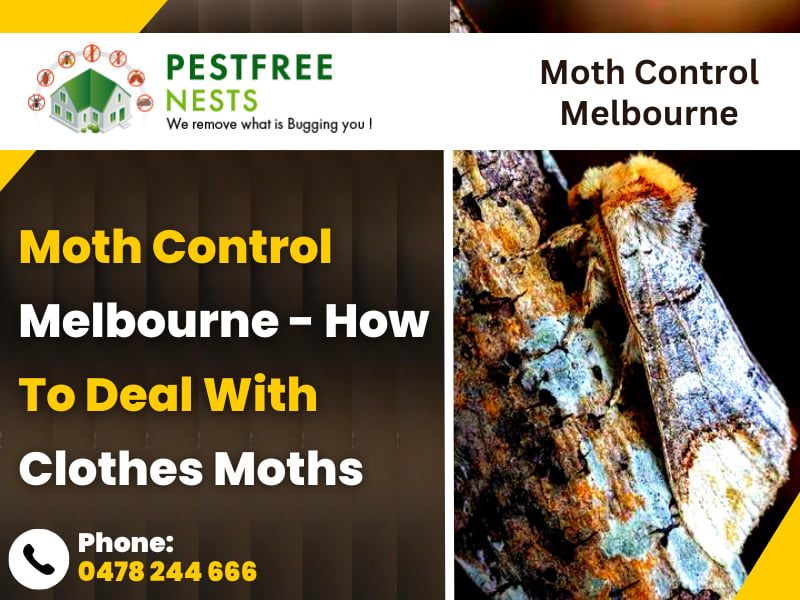 Moth Control Melbourne – How To Deal With Clothes Moths