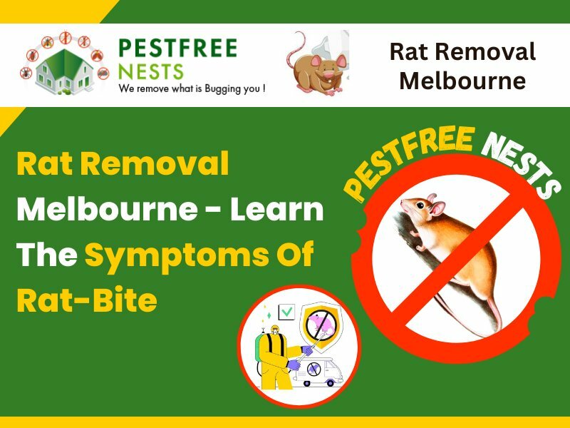 Rat Removal Melbourne-Learn The Symptoms Of Rat-Bite