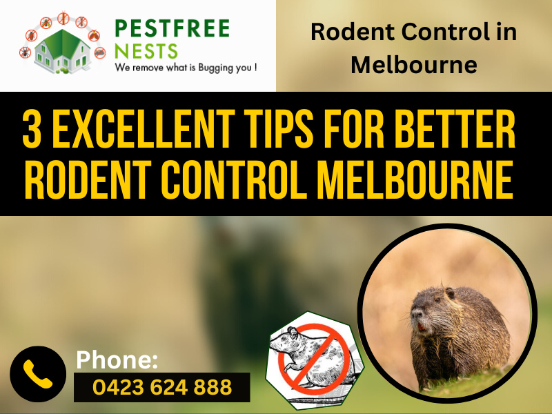 3 Excellent Tips For Better Rodent Control Melbourne