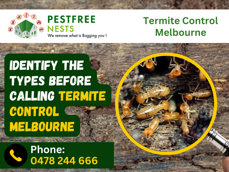 Durian Info: Termites Control In Fruit Orchards