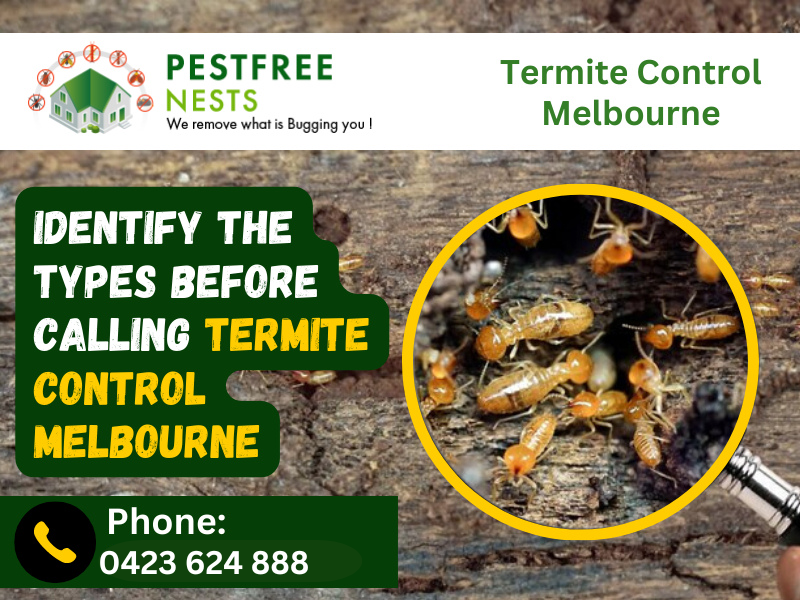 Identify The Types Before Calling Termite Control Melbourne