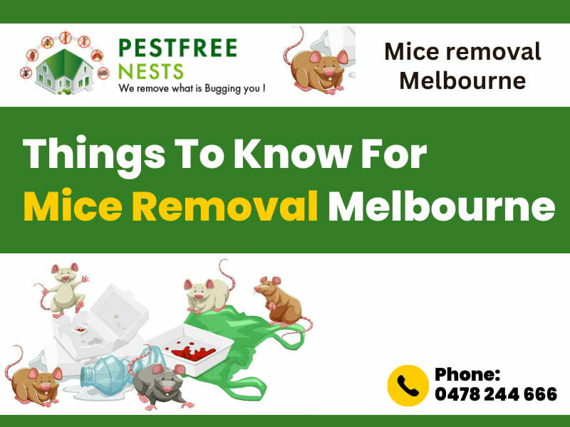 Things To Know For Mice Removal Melbourne