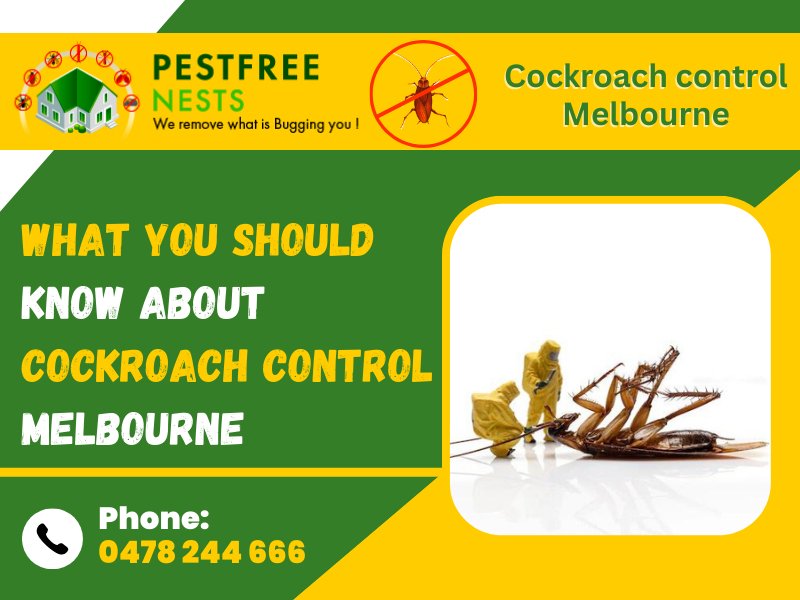 What You Should Know About Cockroach Control Melbourne