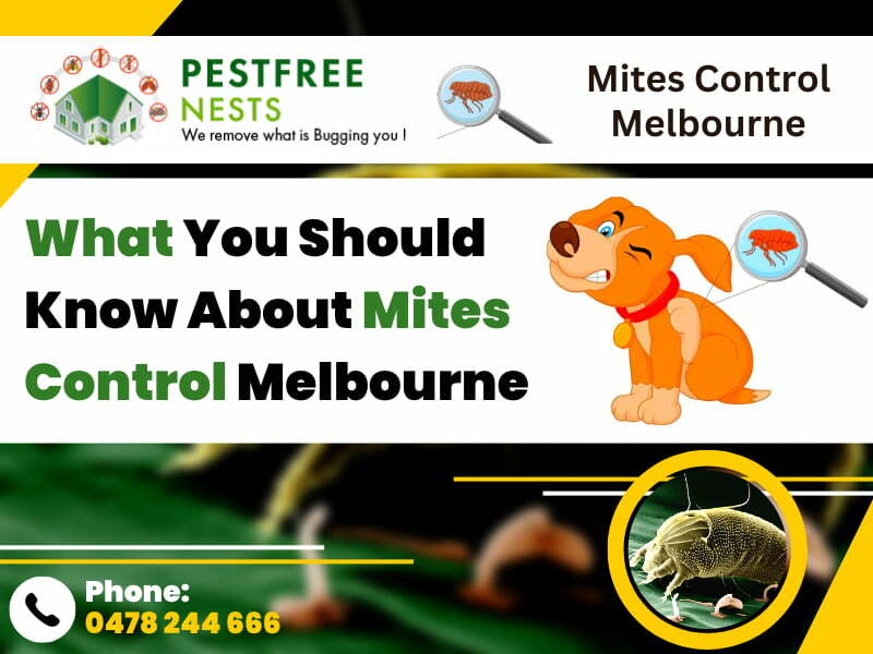 What You Should Know About Mites Control Melbourne