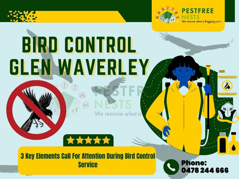 3 Key Elements Call For Attention During Bird Control in Glen Waverley