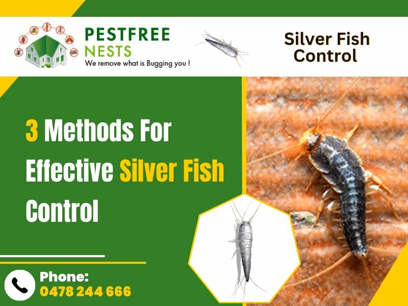 3 Methods For Effective Silverfish Control