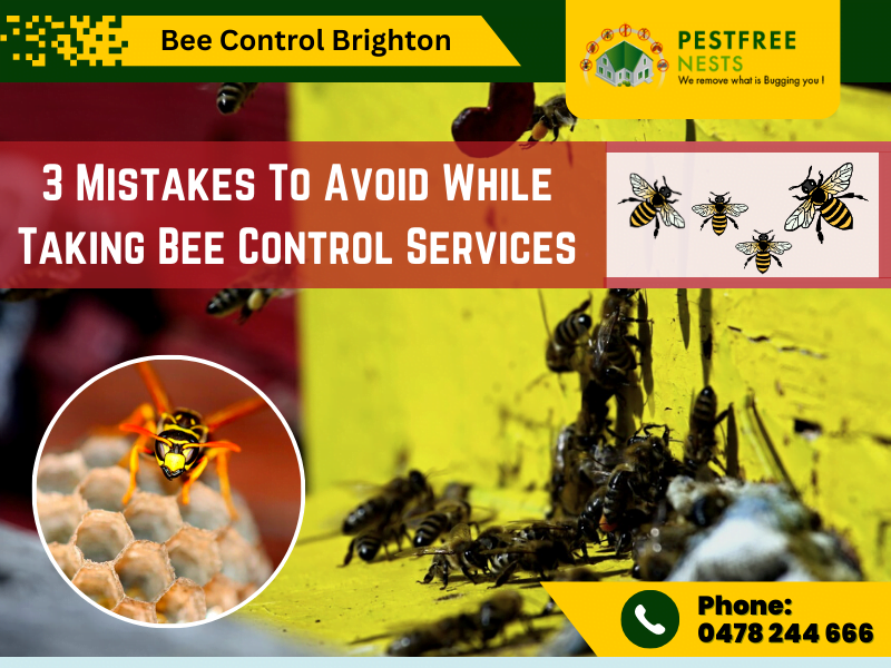 3 Mistakes To Avoid While Taking Bee Control Services