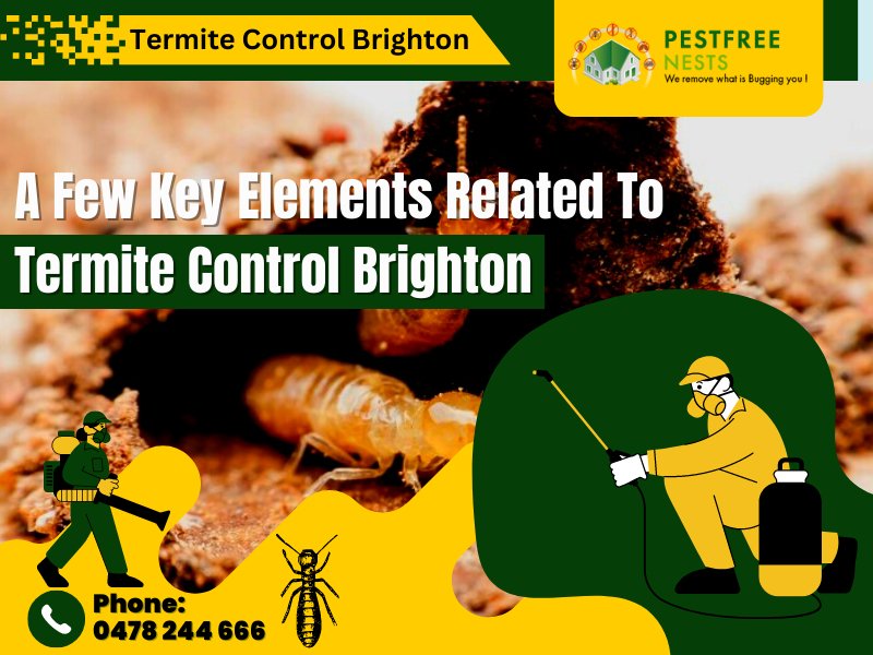 A Few Key Elements Related To Termite Control Brighton