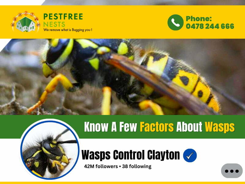 Wasps Control Clayton Know A Few Factors About Wasps