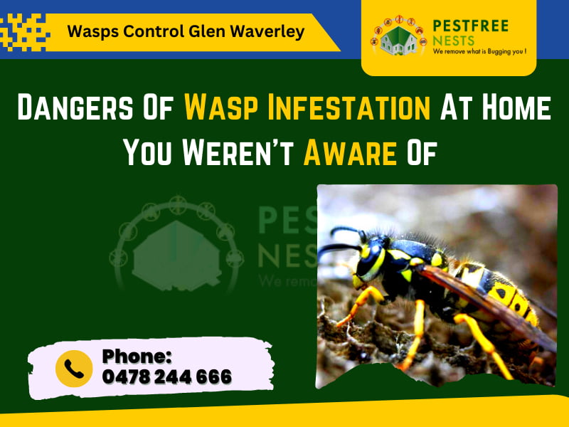 Dangers Of Wasp Infestation At Home You should call Wasp Control in Glen Waverley