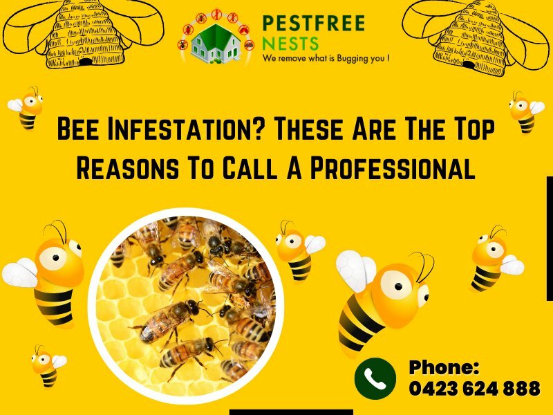 Bees Control in Brighton | Top Reasons To Call A Professional