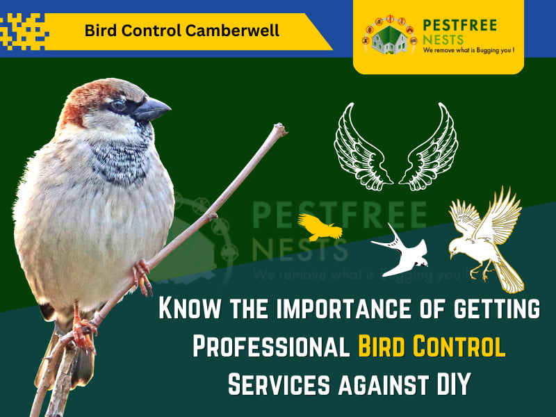 Importance of Getting Professional Bird Control Services against DIY