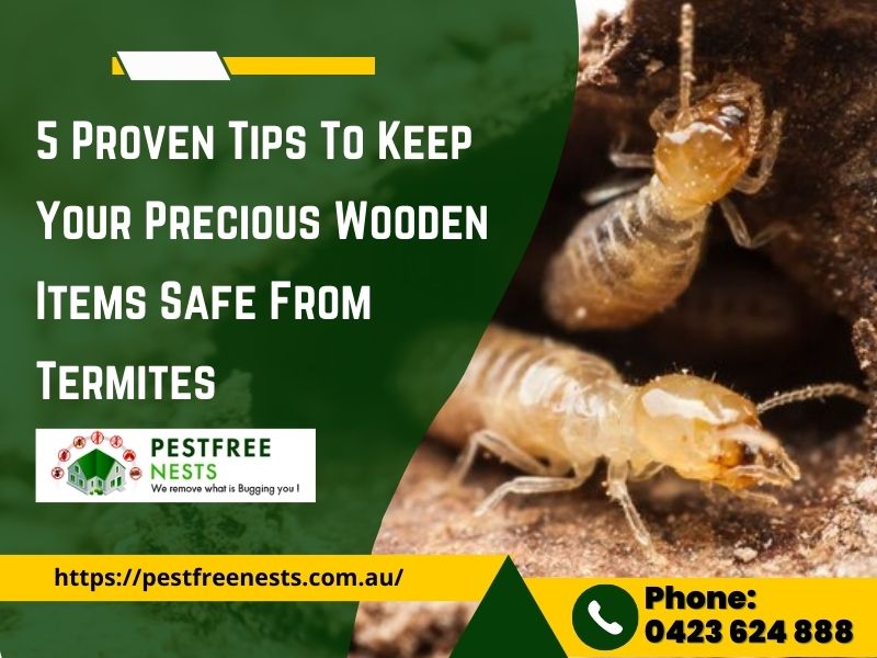 Termite Control Brighton