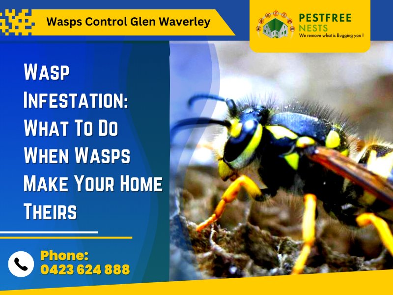 Wasps Control Glen Waverley – What To Do When Wasps Make Your Home Theirs