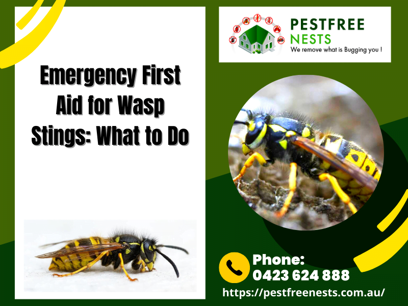 Emergency First Aid for Wasp Stings: What to Do