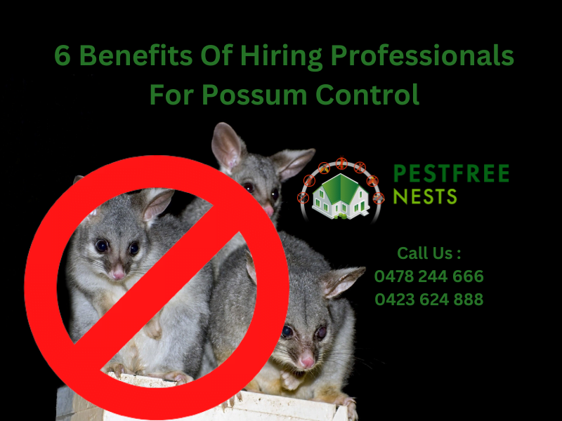 6 Benefits Of Hiring Professionals For Possum Control