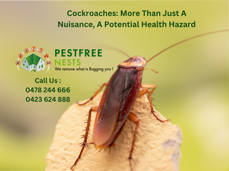 Cockroaches: More Than Just a Nuisance, a Potential Health Hazard