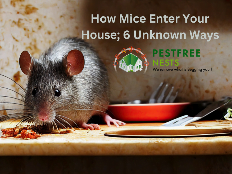 How Mice Enter Your House; 6 Unknown Ways