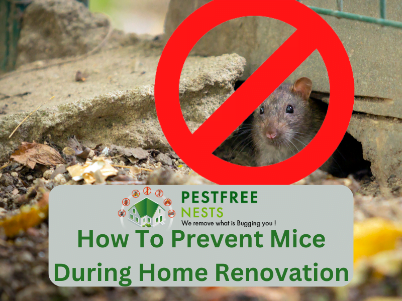 How To Prevent Mice During Home Renovation