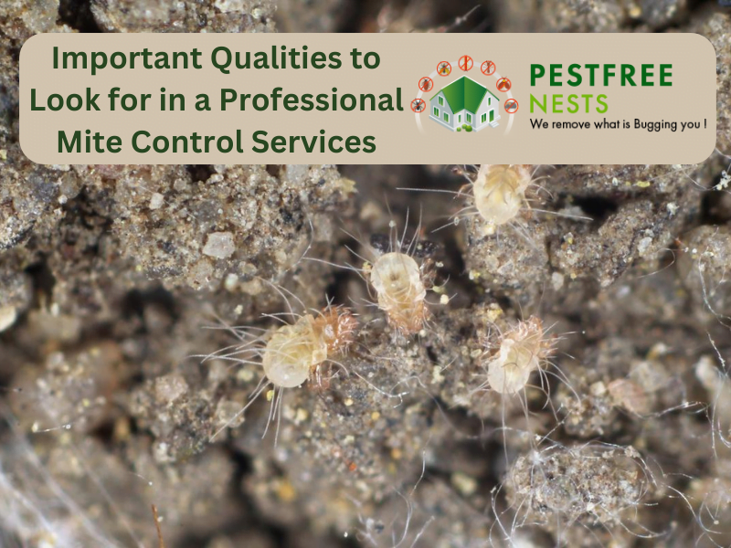 Important Qualities To Look For In A Professional Mite Control Services