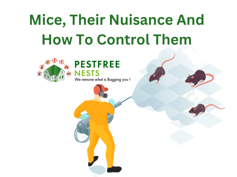 Mice, Their Nuisance And How To Control Them